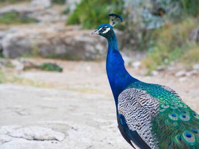 Close up of peacock - botanic garden in Lokrum Island, Croatia